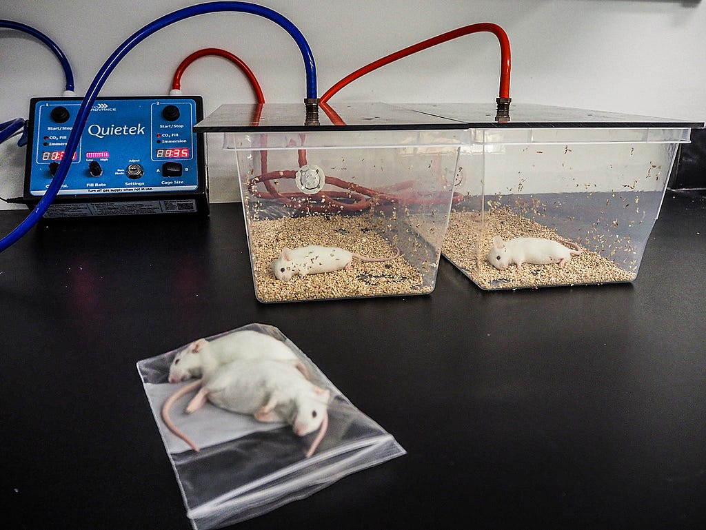 No longer of use for experimentation, laboratory mice are asphyxiated by carbon dioxide and then bagged for incineration. Mice and rats are some of the most used animals in research. USA, 2020. Roger Kingbird / HIDDEN / We Animals Media.