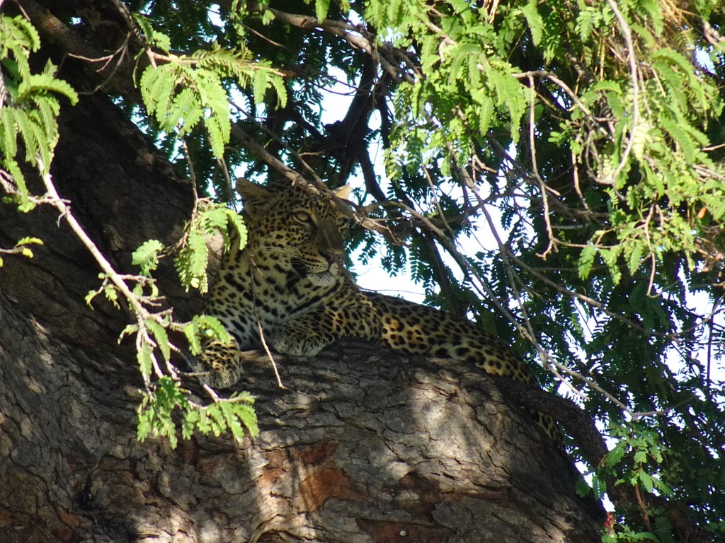 A leopard resting in the leafy shade, on a tree branch, yellow eyes looking intently into the distance.