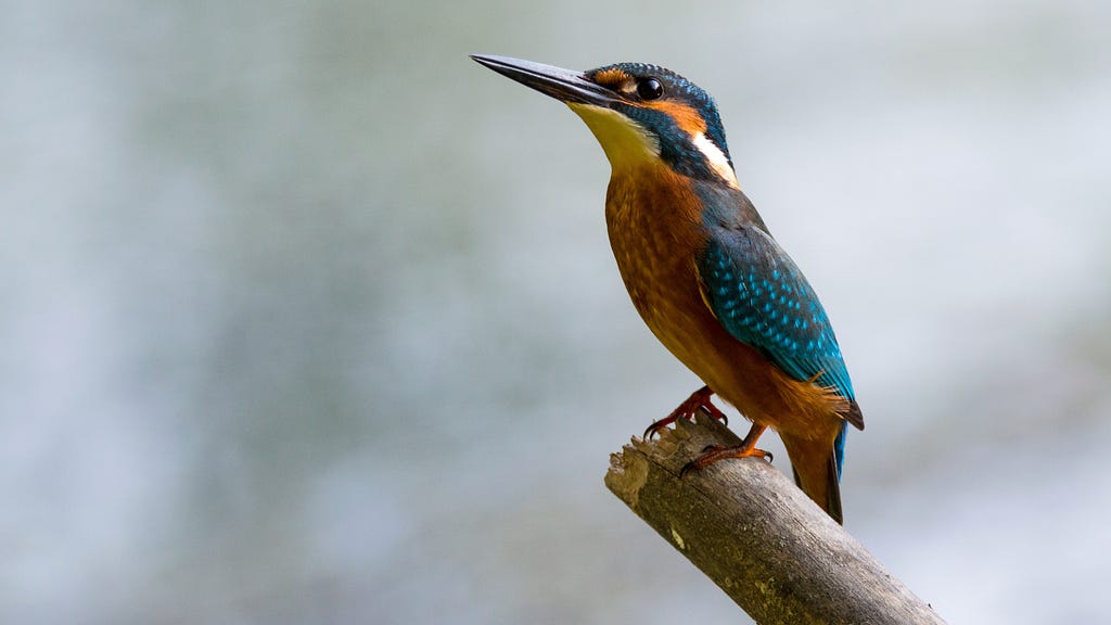 King Fisher The Bird That Will Never Fly Again