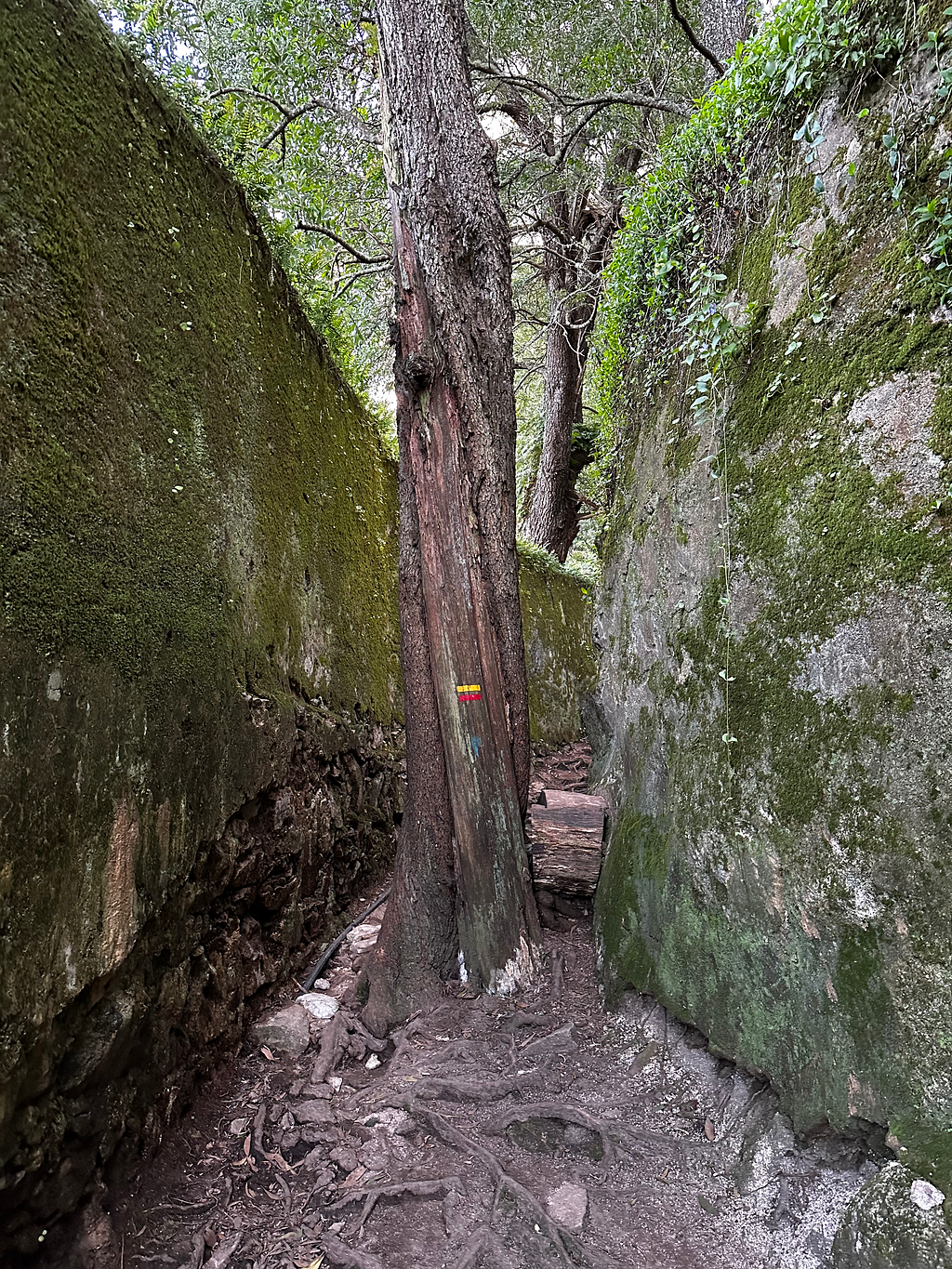 A narrow pathway with 8 foot mossy walls on either either side, with a tree growing in the middle almost completely obstructing the path, with a trail marker painted on, a small thick yellow line above a small thick red line.