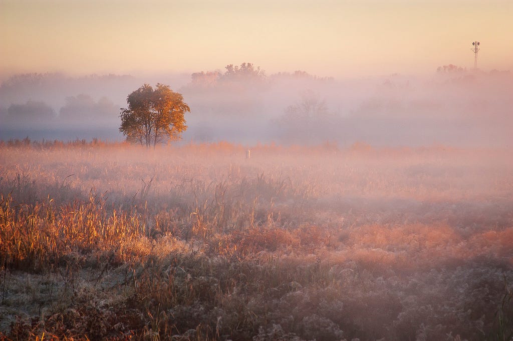 Pratt’s Wayne Woods sunrise over a foggy prairie field