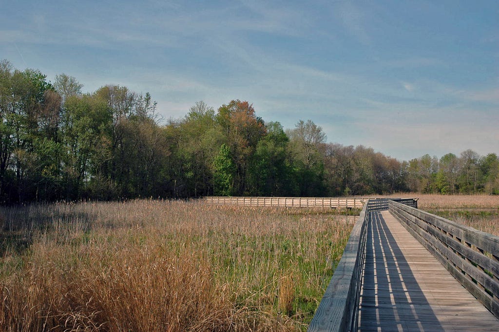 The Boardwalk Trail at Prime Hook National Wildlife Refuge is situated over the tidal salt marsh. USFWS