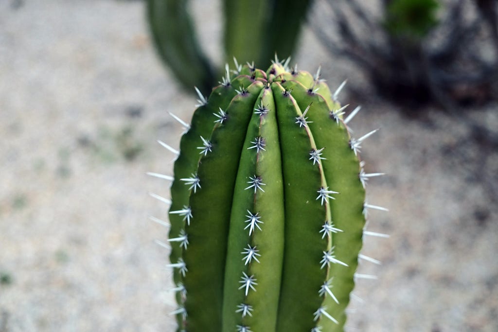 A cactus to represent spikes in software development