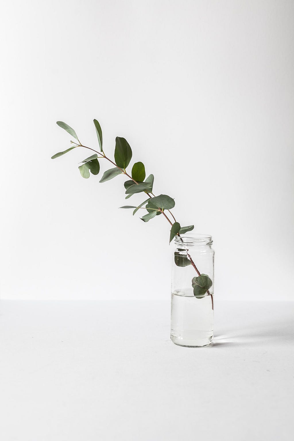 A eucalyptus plant branch in a glass of water.
