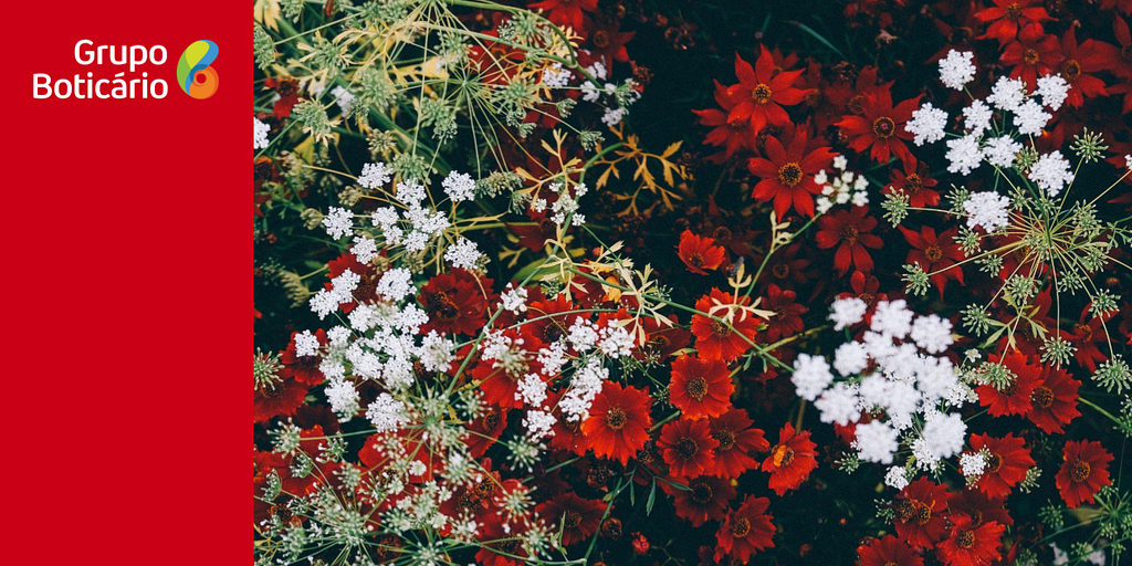 Conjunto de flores, nas cores branco e vermelho, principalmente