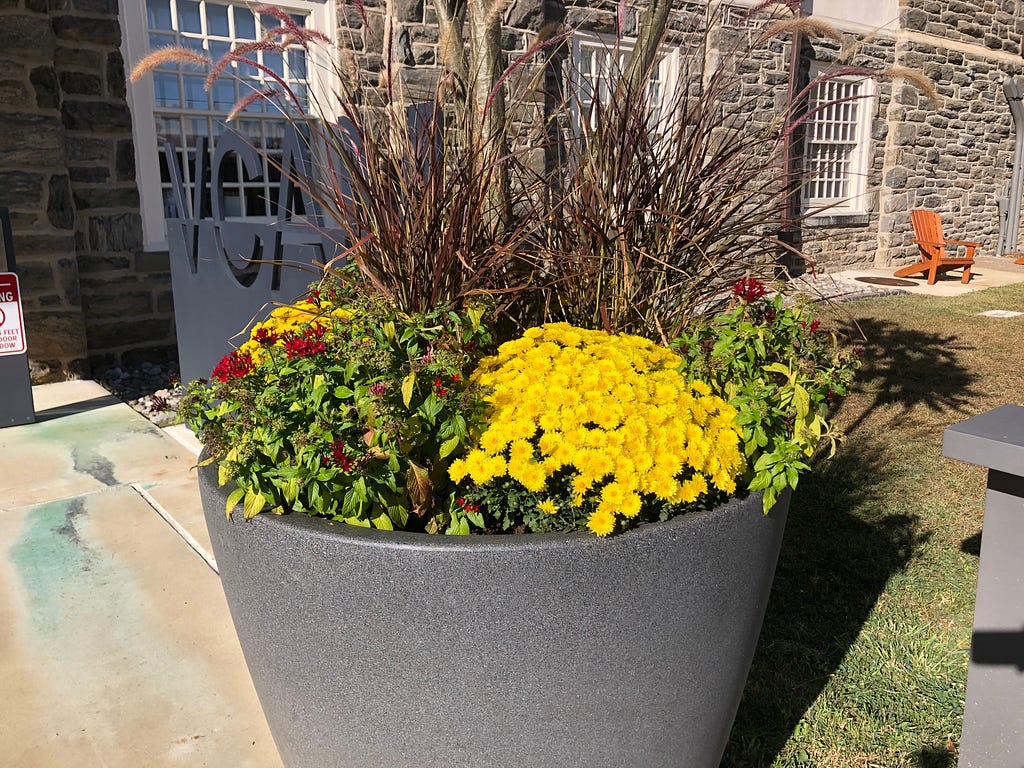 Close-up view of the planter featuring yellow Chrysanthemums taken on October 10th 2019