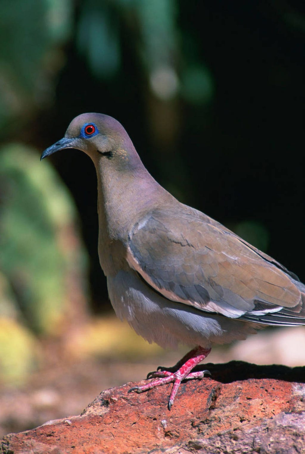 White-winged dove on a rock.