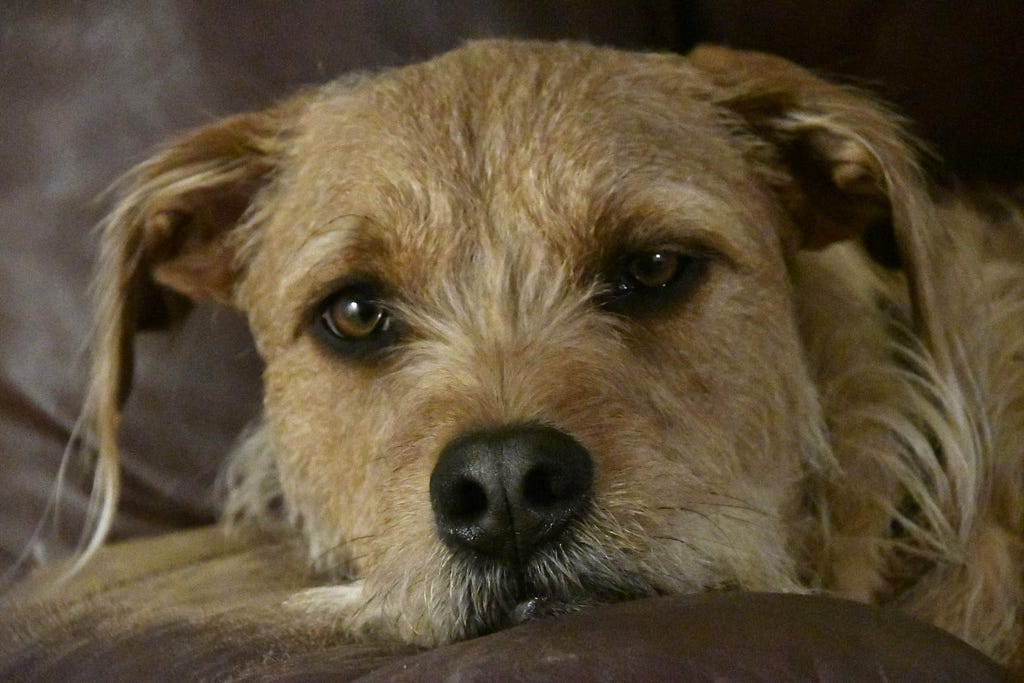 The face of a scruffy brown dog with floppy ears and soulful eyes.