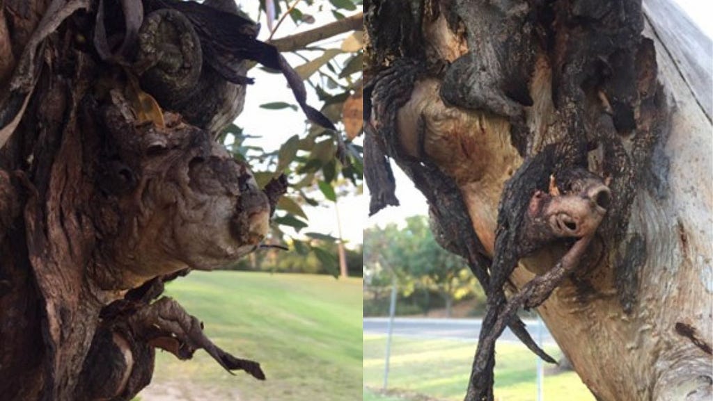 Two images combined of the monsters trapped within the magic tree — a gargoyle and a goblin. The goblin on the left is pointing the way to fly and the Gargoyle on the right is often being put back into the magic dragon tree because he will not behave. The tree is real and is in a park in East Victoria Park near Perth. These images are from a real photograph. The tree is very misshapen and as soon as I saw it, I knew I could write a dragon story.