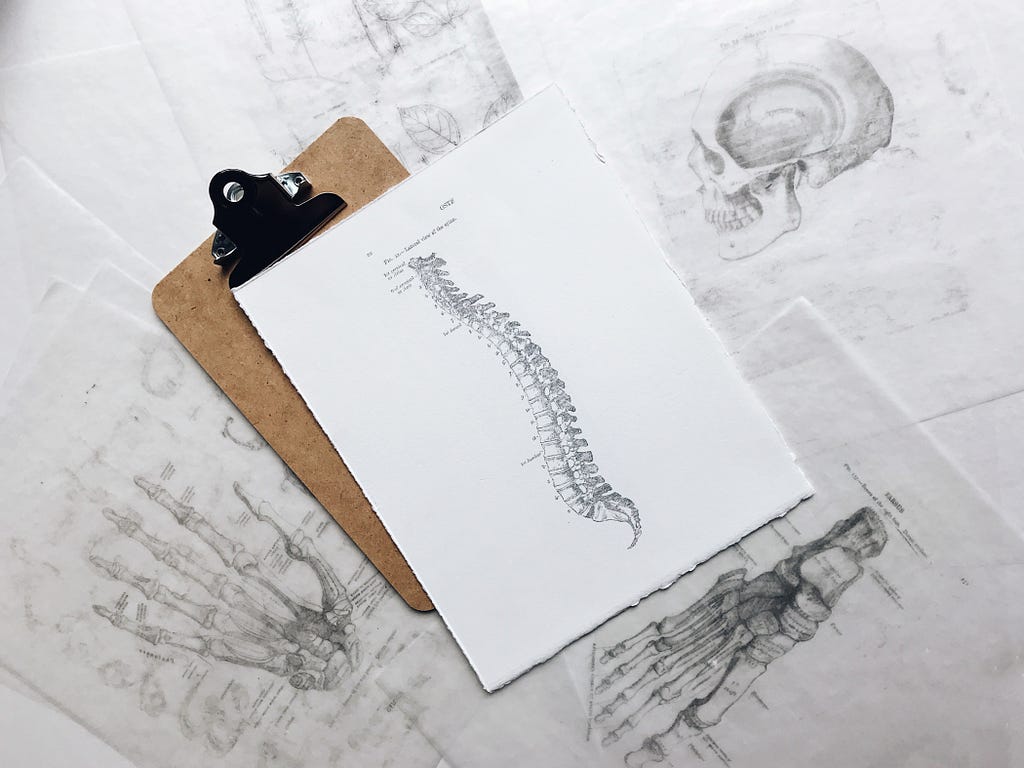 Anatomical drawings of a spine, a hand, a food and a skull.