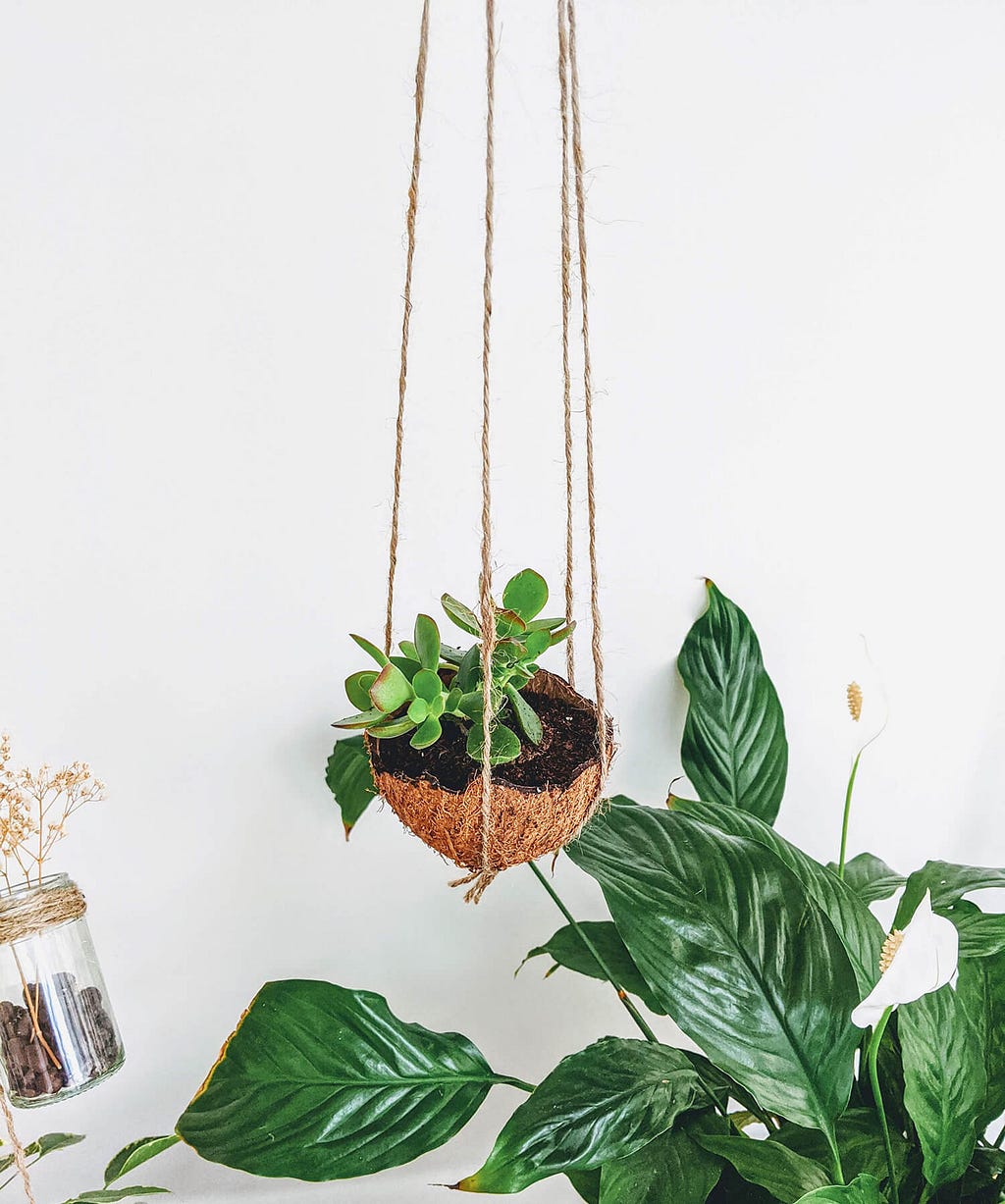 hanging coconut planer hanging above peace lily plant