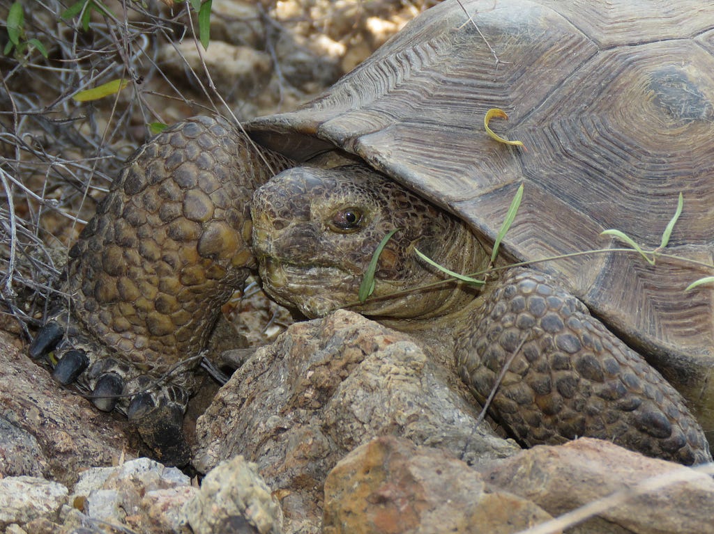 A close up view of the eye of a Sonoran Desert tortoise