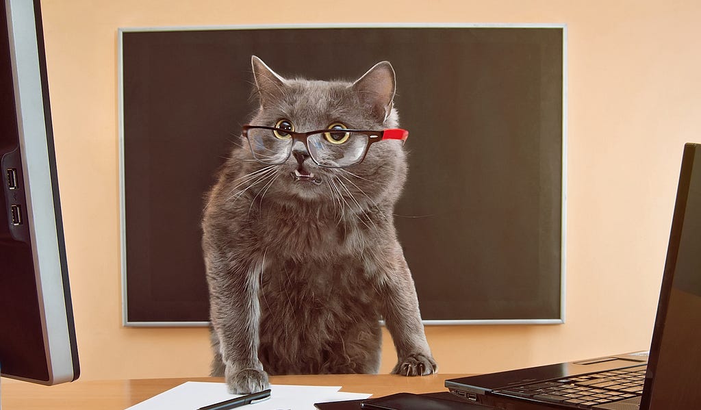 Close-up of a flustered looking cat wearing glasses and standing at a desk with pen, paper and a laptop