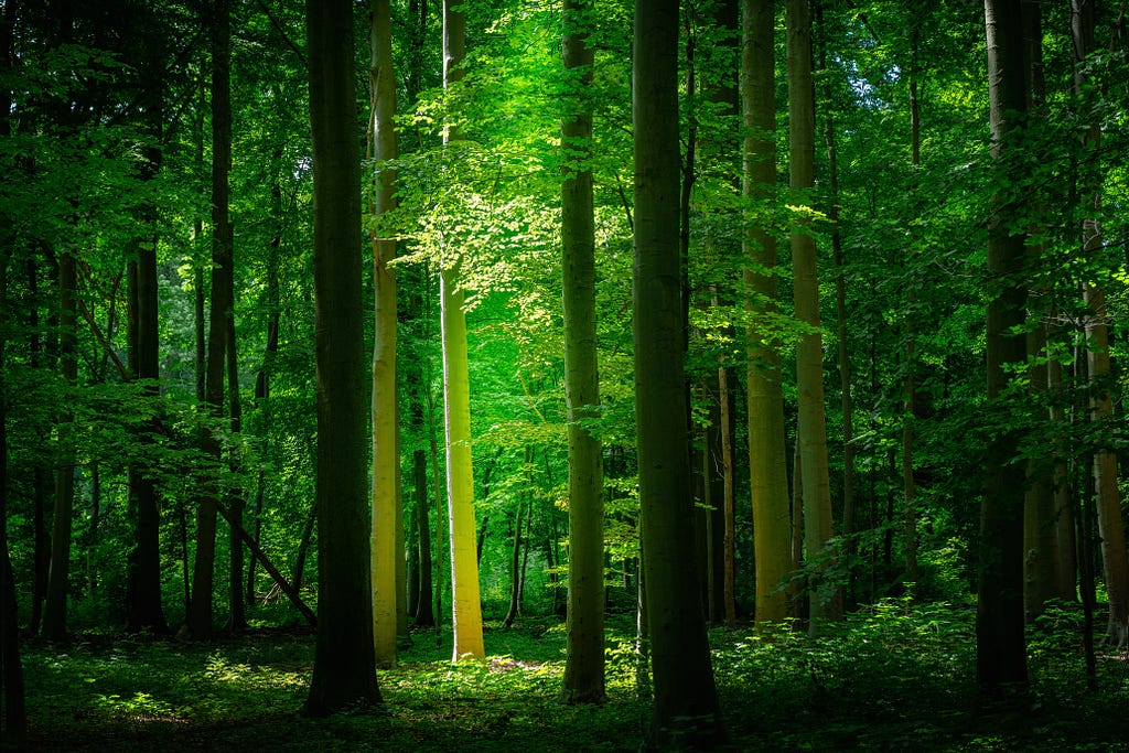 A green forest. Image by Bernardo Lorena Ponte and Unsplash.