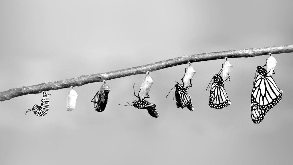A composite photograph showing stages of a caterpillar transforming into a Monarch butterfly.