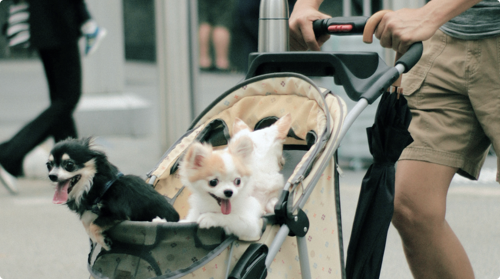 A man pushing a pet stroller along a city street, with two small long-haired dogs looking out of it.