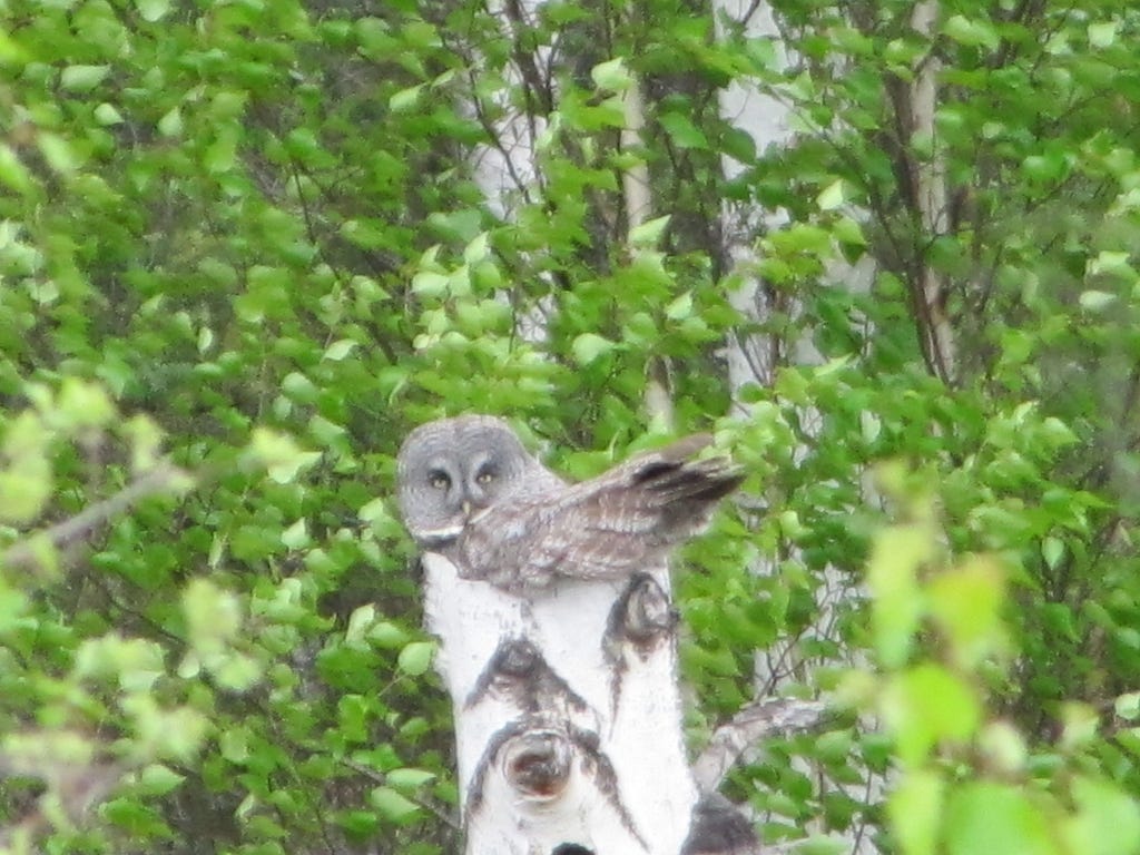 Blurry photo of a great gray owl perched at the top of a snag in the forest.