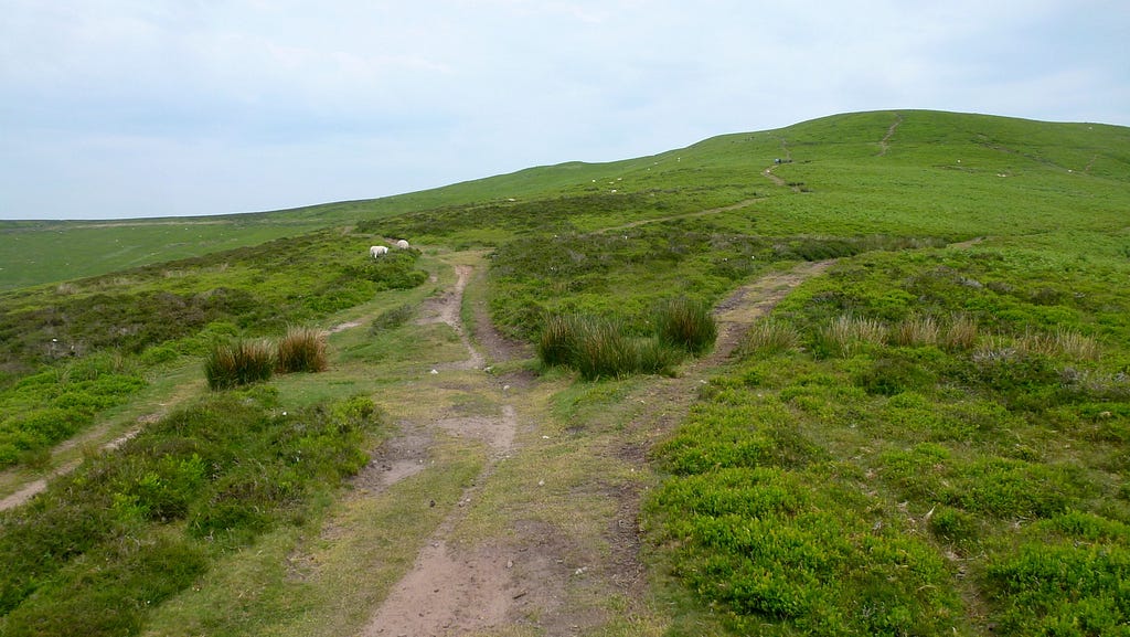 A photo of diverging paths.