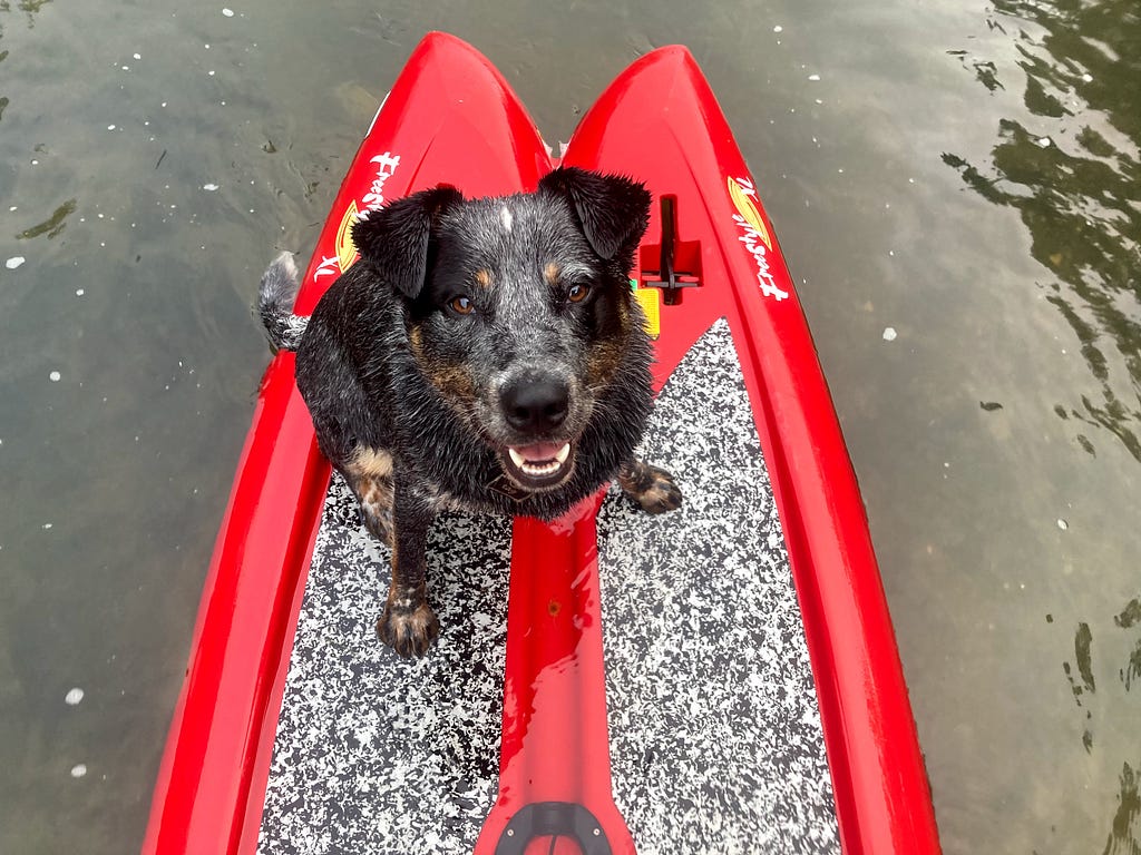 Picture of Oso floating on the tail end of a paddle board.