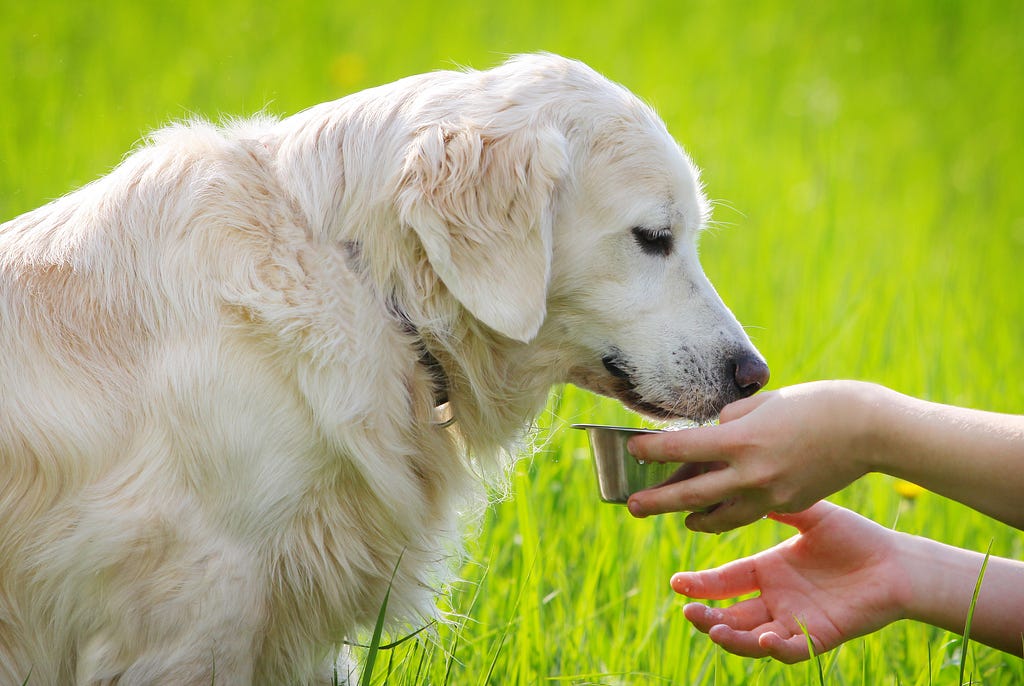 dog drinking water