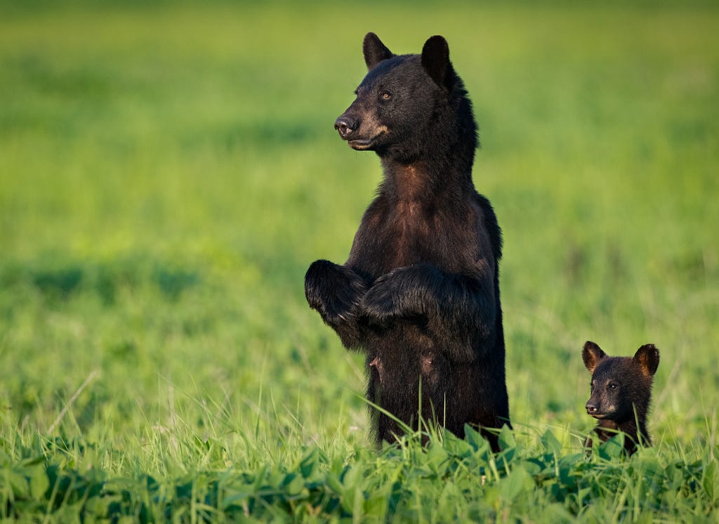 Photo of mother and baby bear standing upright, looking over the tall grass.