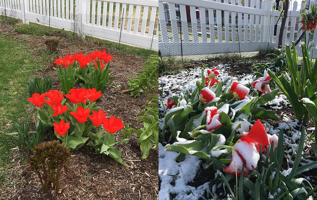 Two side-by-side images of tulips in a fenced garden. The image on the left shows healthy tulips, while the image on the right shows them covered in snow.