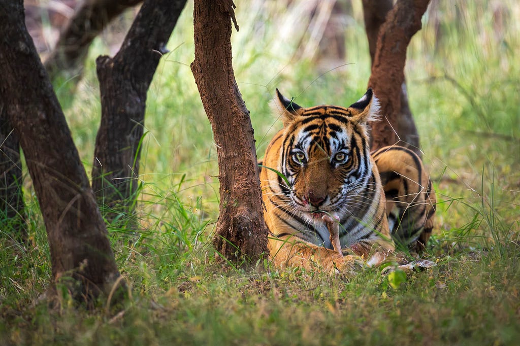 Riddhi the tigress at the Ranthambore Tiger Reserve, Rajasthan, India