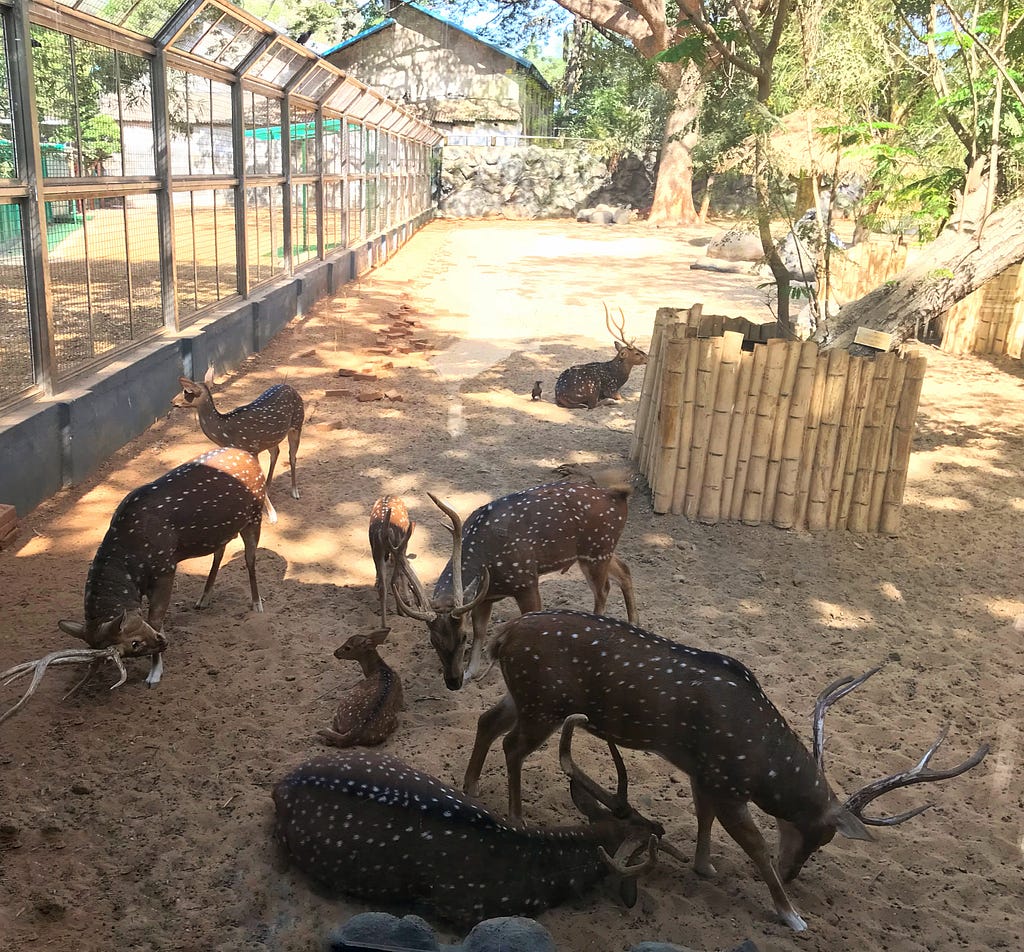 Deer at Byculla Zoo / Rani Baug