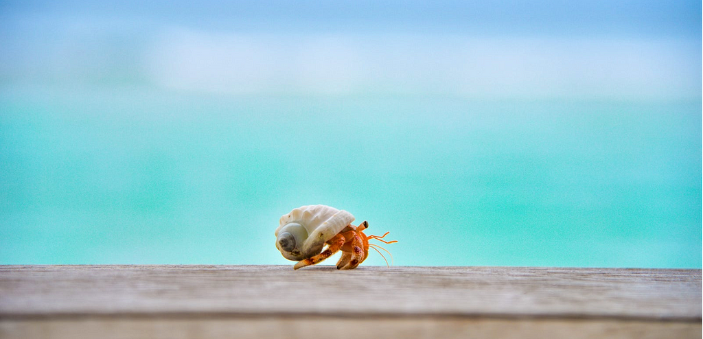 A small crab with the ocean in the background, illustrating crawling movement.