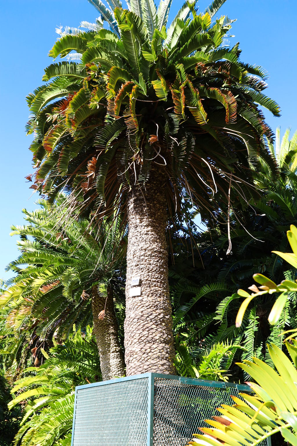 Wood’s Cycad: The Lonliest Cycad in the World.