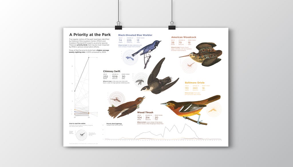 Five bird illustrations along with various analytics, details abundance, checklist counts and weeks present.