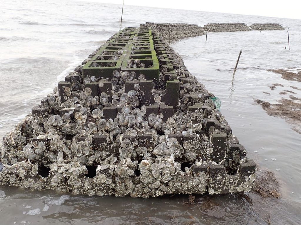 Centered in this image is a structure made of concrete blocks and oyster shells that are attached to these blocks. The ocean surrounds this structure — a breakwater — on three sides (right, left, foreground.)