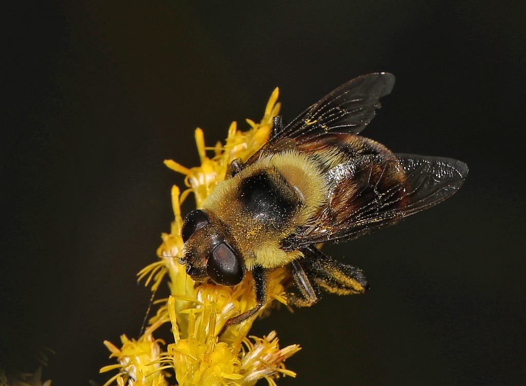 A pollen covered flower fly.