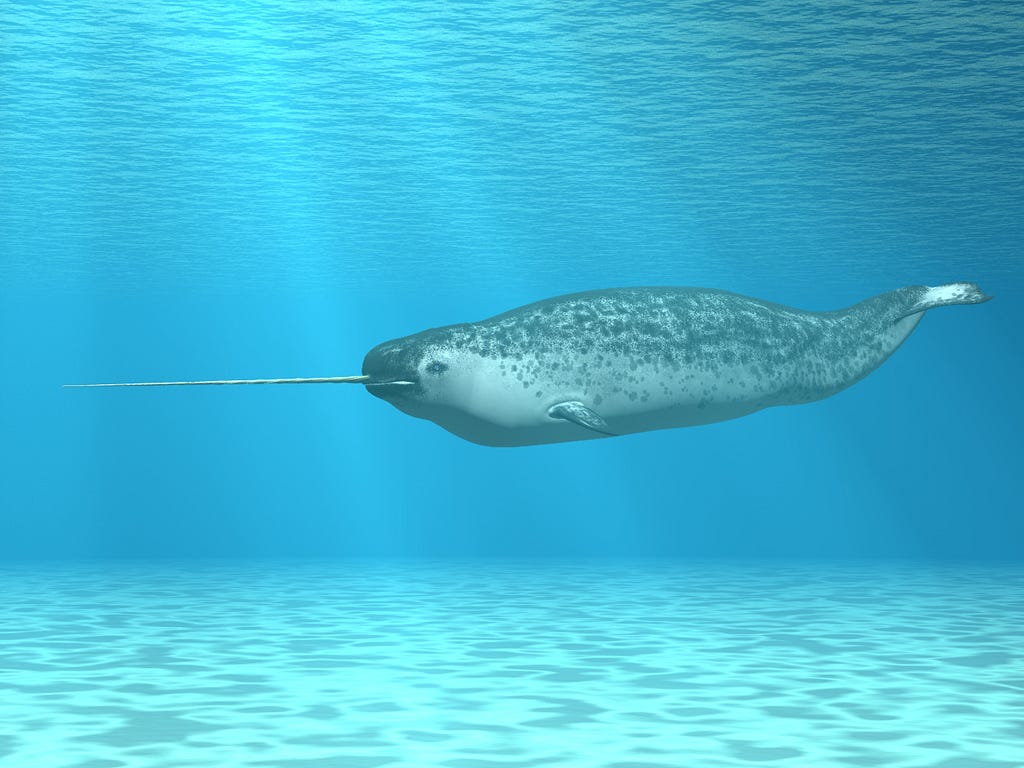 Everything You Never Knew About Narwhals Omgfacts Images, Photos, Reviews