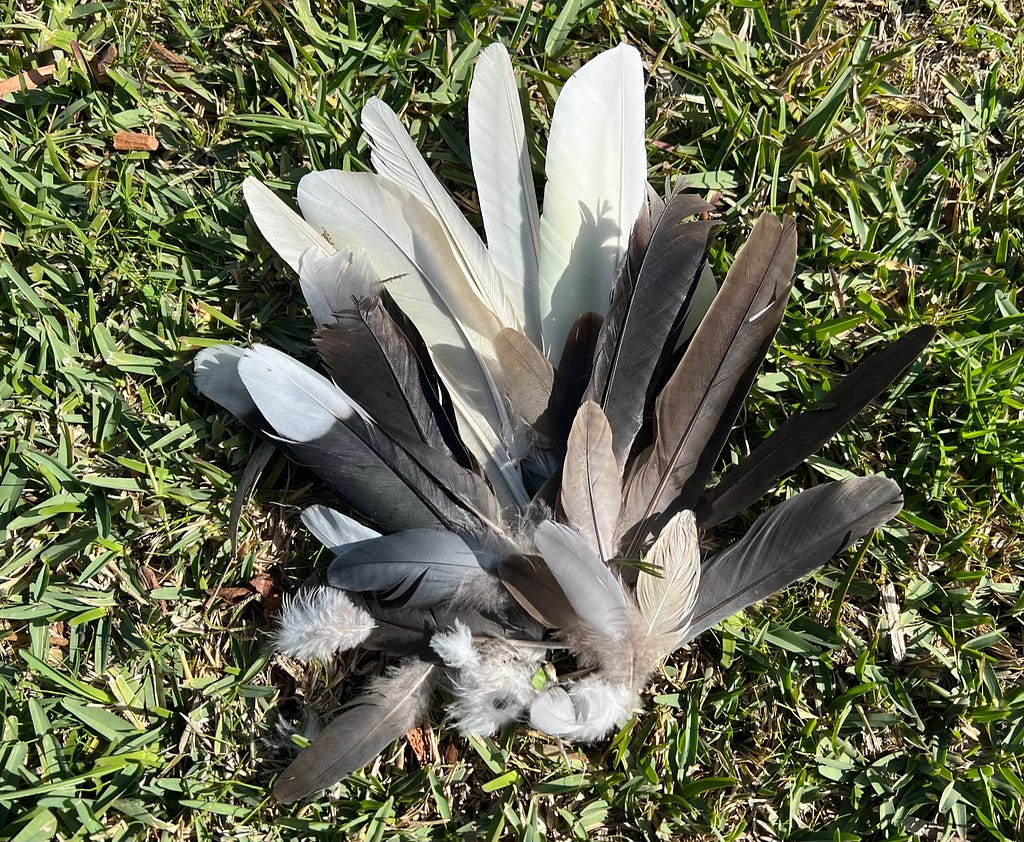 A plume of white and grey feathers on the grass