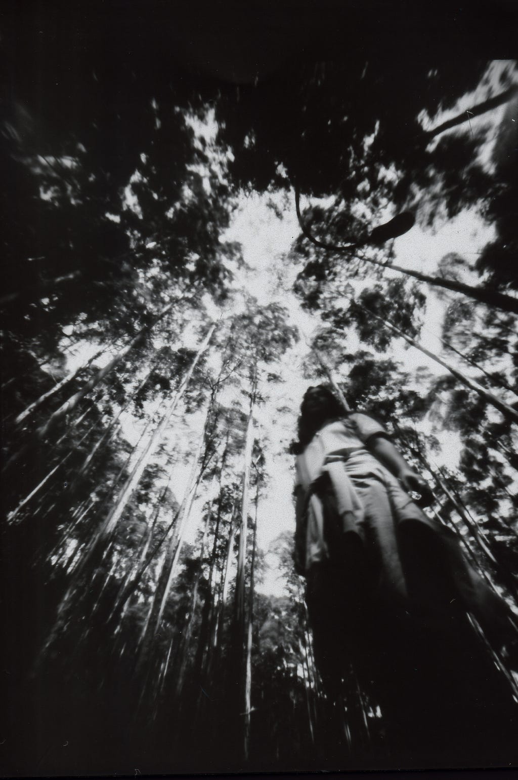 A blurry, black and white photo of a student standing among a grove of tall trees.
