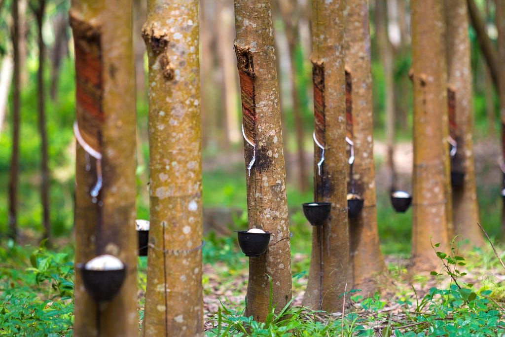 Rubber trees that produce rubber.