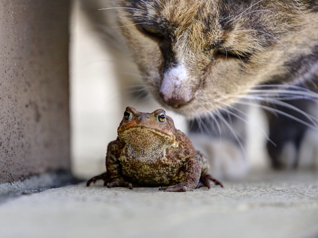 https://d2ofqe7l47306o.cloudfront.net/myfreewallpapers/nature/wallpapers/frog-and-cat.jpg