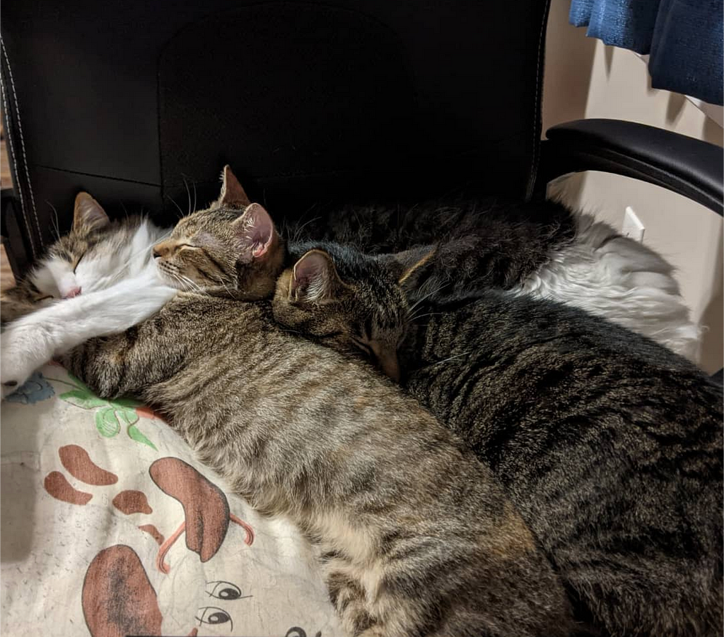 Three cats snuggling in an office chair