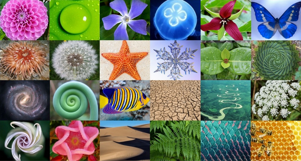 A mosaic of various mathematical patterns expressed in nature