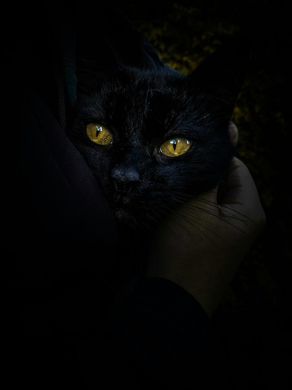 Fierce Black Cat