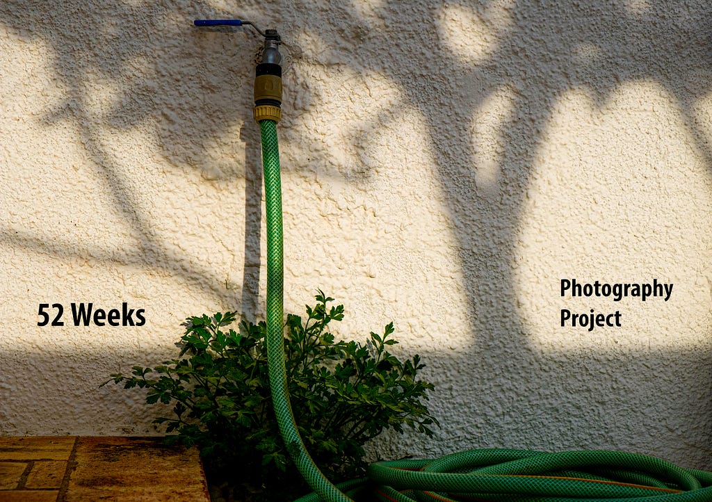 a hose and plant against a wall