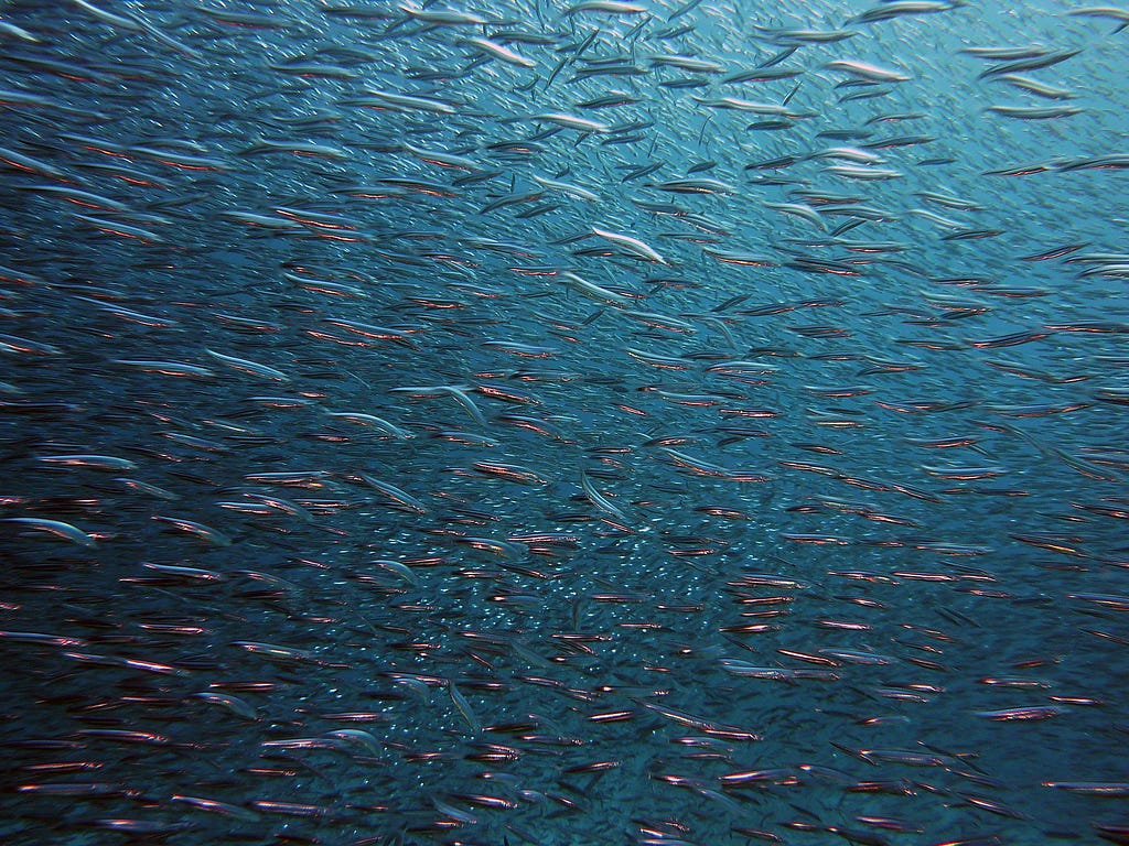 swarm-of-fish