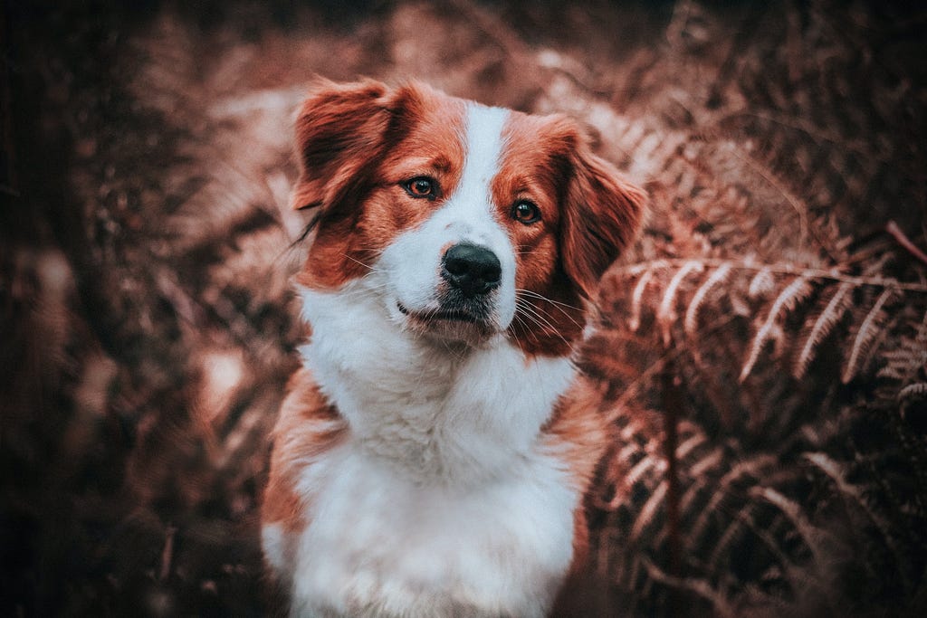 A sepia image of a white and brown dog of medium-length hair amongst fern leaves. The dog has their head cocked to one side.