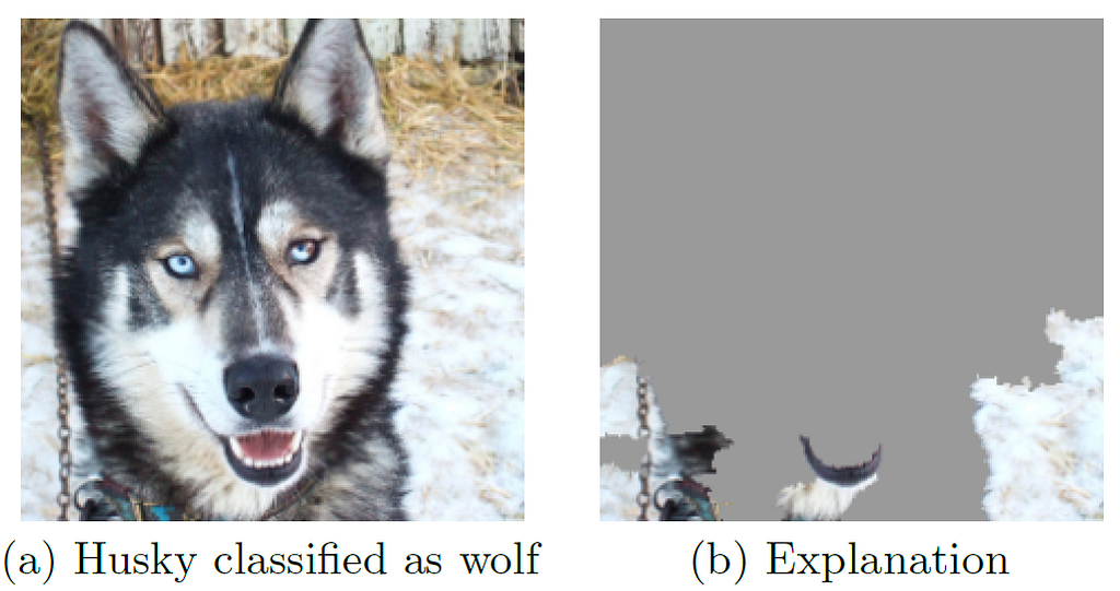 Two images. The left is an image of a husky with a snowy background that has been wrongly classified as a wolf, and the right is an image of the explanation generated that only shows the snowy background.