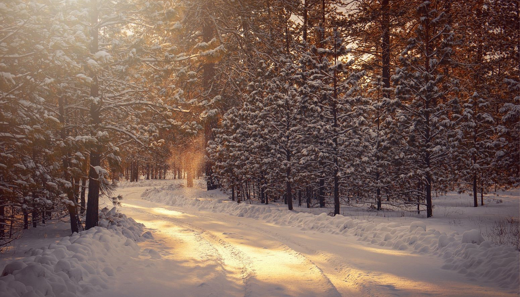 Winter forest with snow-covered road and sunlight shining through