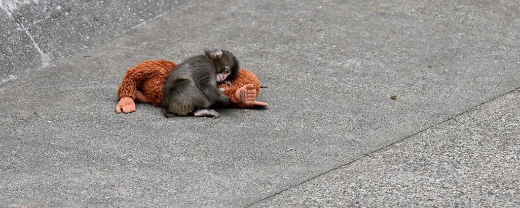 Punch Monkey From Narrative Bid to Onchain Reality