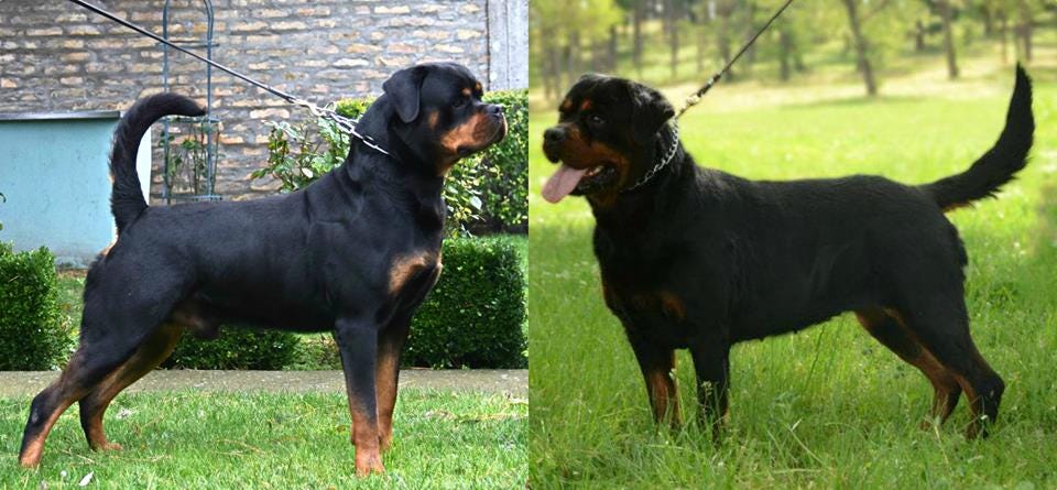 German rottweiler puppies for sale sale 2018