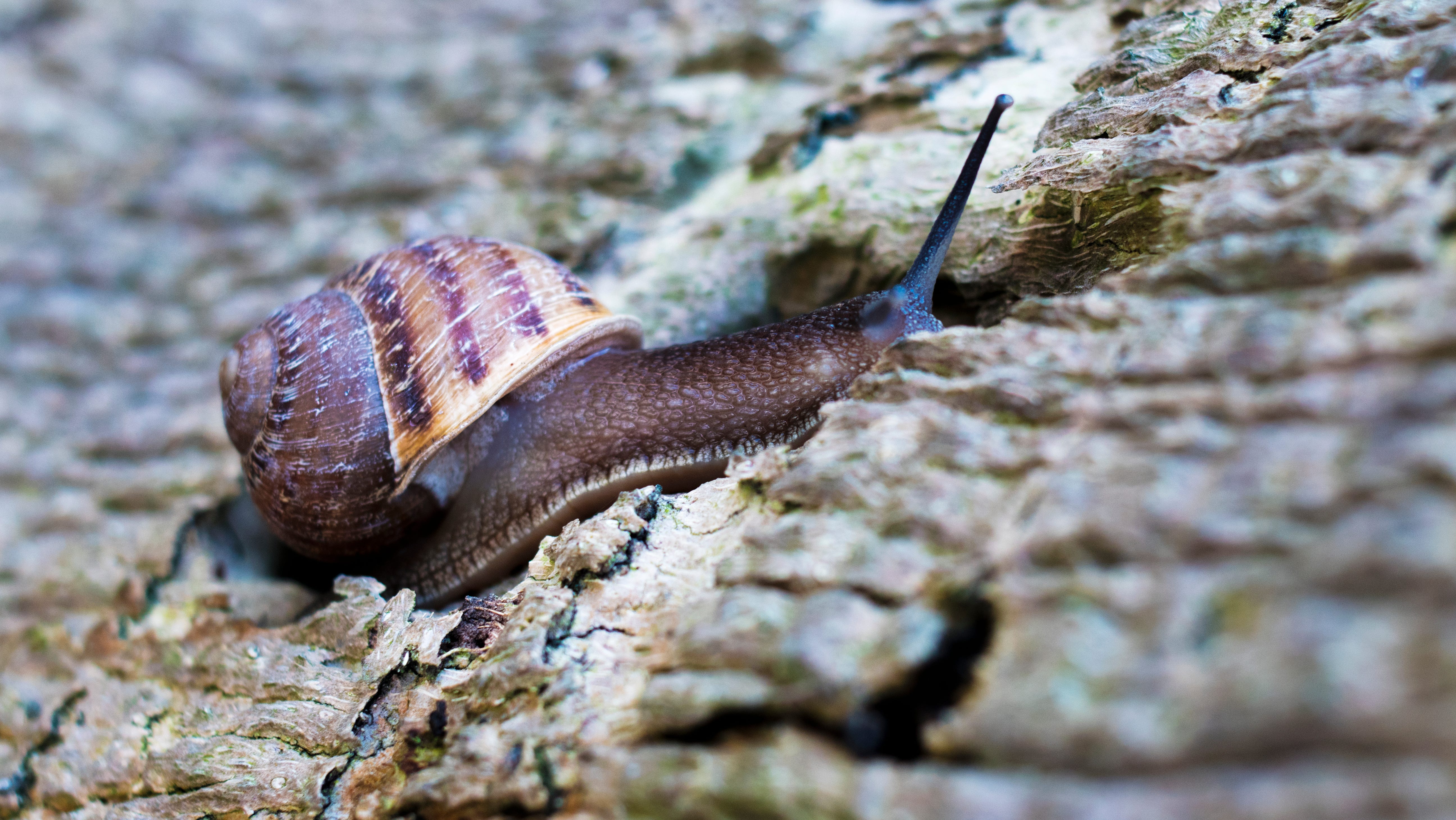 Close-up shot of a snail climbing a tree back