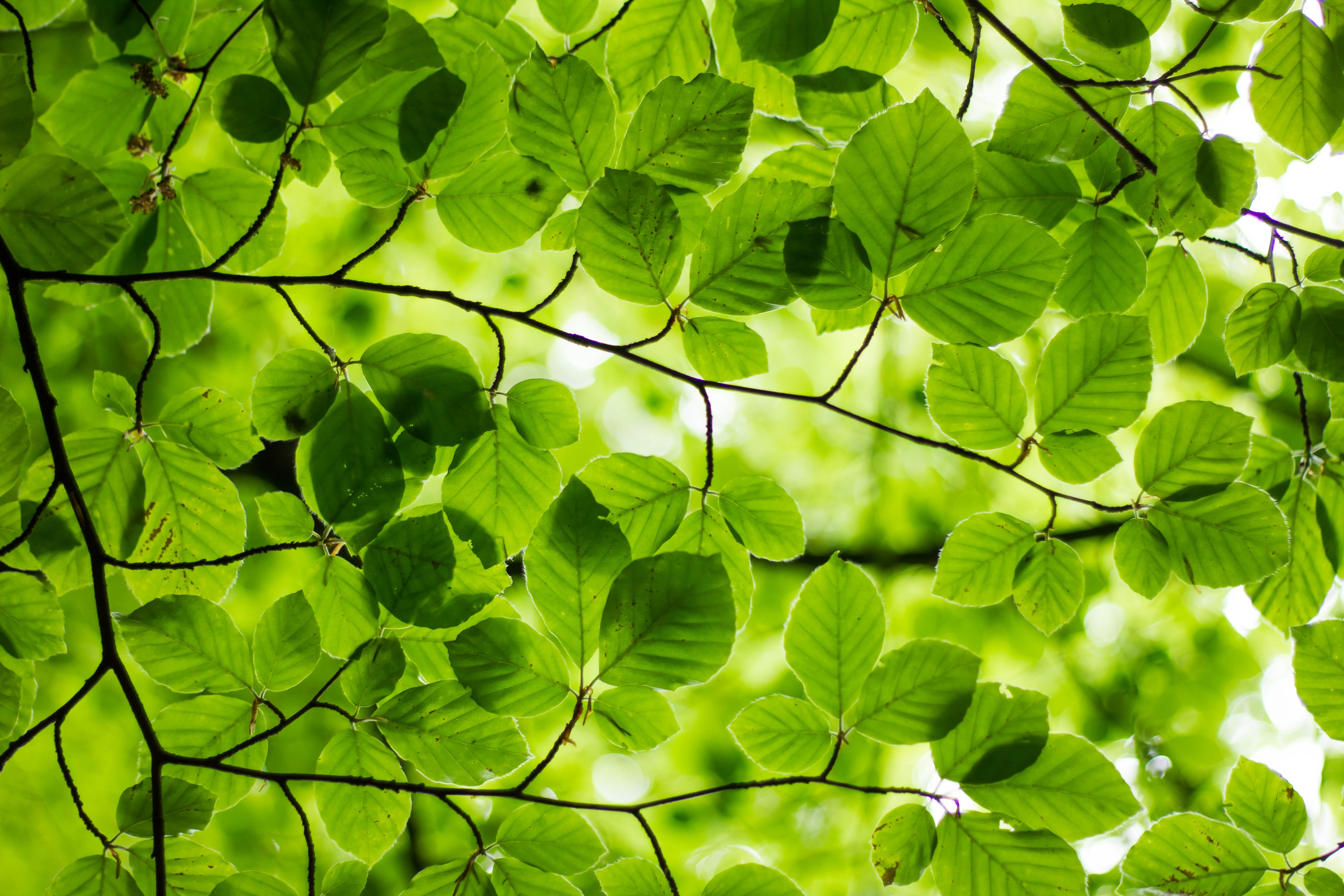 “green leafed plant” by <a href="https://unsplash.com/@modernafflatusphotography?utm_source=medium&amp;utm_medium=referral">Ash from Modern Afflatus</a> on <a href="https://unsplash.com?utm_source=medium&amp;utm_medium=referral">Unsplash</a>
